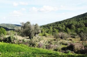 Waarom iedereen Torres of Garcia heet op Ibiza